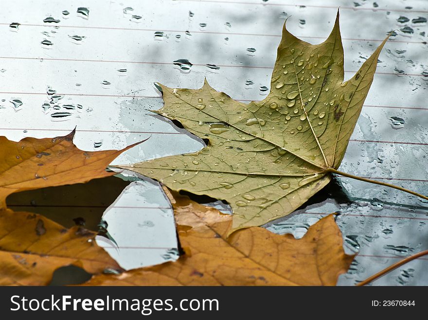 The fallen down autumn leaves have fallen to automobile glass, large rain drops.