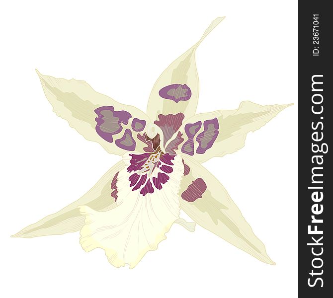 Vector illustration with orchid flowers, eps 10 with transparency effects. Vector illustration with orchid flowers, eps 10 with transparency effects.
