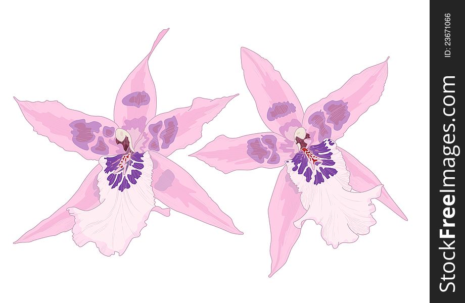 Vector illustration with orchid flowers, eps10 with transparency effects. Vector illustration with orchid flowers, eps10 with transparency effects.