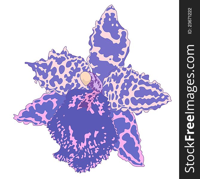 Vector illustration with orchid flower. Vector illustration with orchid flower.