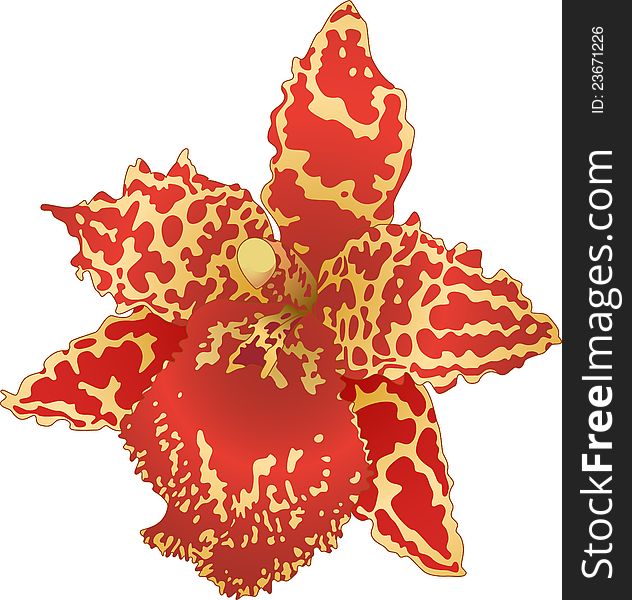 Vector illustration with red and yellow orchid flower. Vector illustration with red and yellow orchid flower.