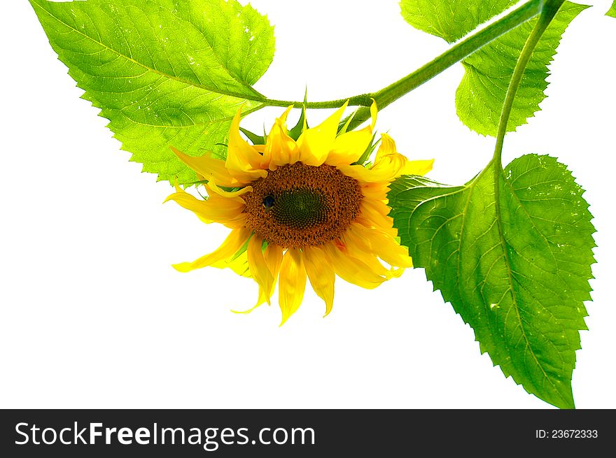 A smiling sunflower summer bumblebees