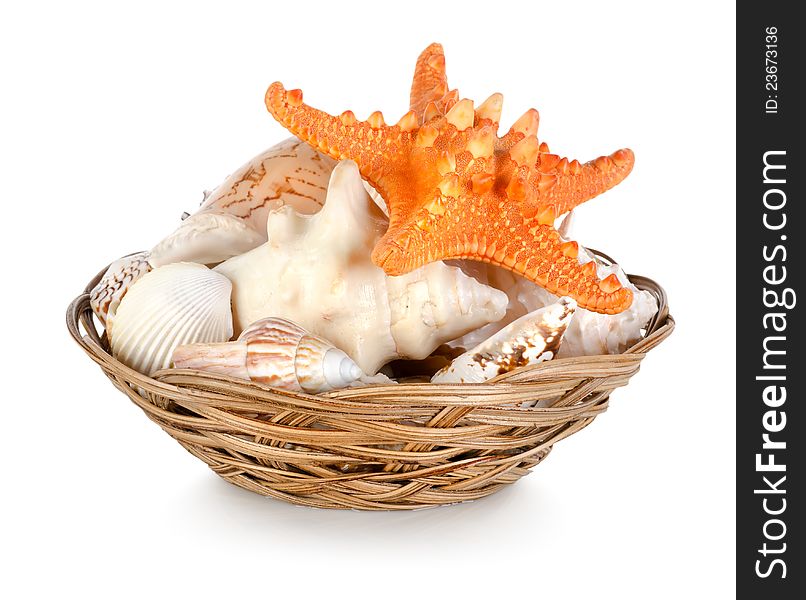 Collection of seashells isolated on white background