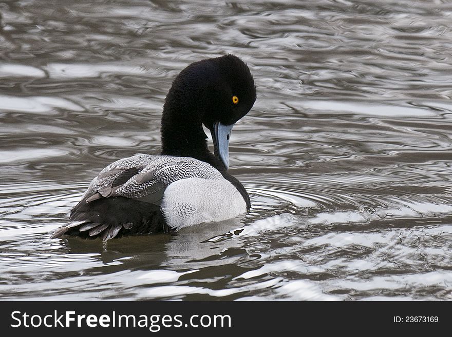 Lesser Scaup Preening