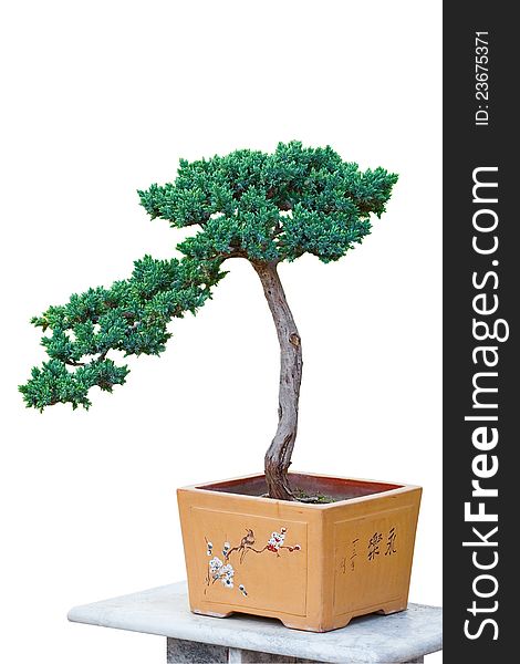 Bonsai tree of pine in a ceramic pot isolated on white. Bonsai tree of pine in a ceramic pot isolated on white