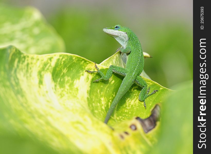 Lizard On Tropical Leaf