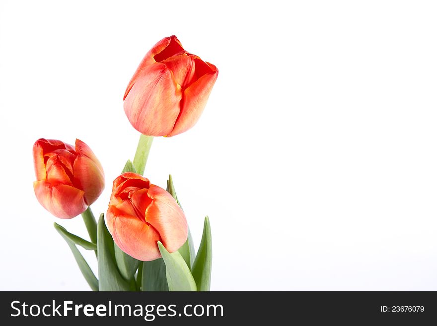 The bouquet of red tulips lies on a white background