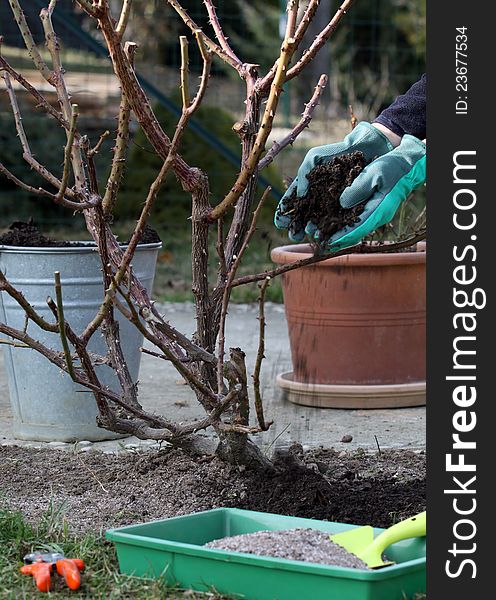 Rose bush early springtime plant care with addiang a fresh good garden soil and fertilize it. Rose bush early springtime plant care with addiang a fresh good garden soil and fertilize it.