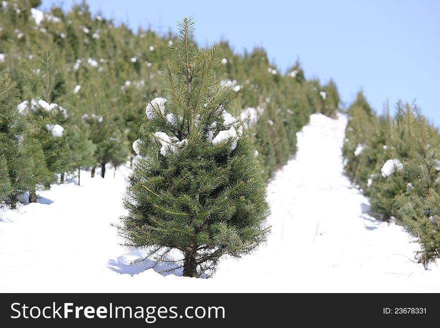 Oregon Tree Farm In The Snow