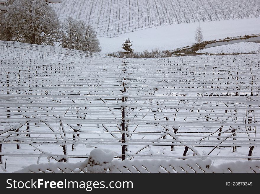 Snow Covered Vineyard In Oregon