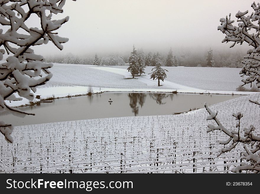 Oregon Snow Covered Vineyard With Pond Reflection