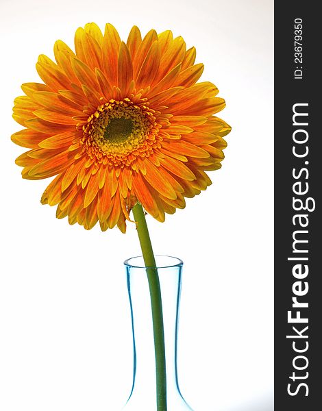 Color photo of an orange gerbera daisy in a thin blue vase with white background