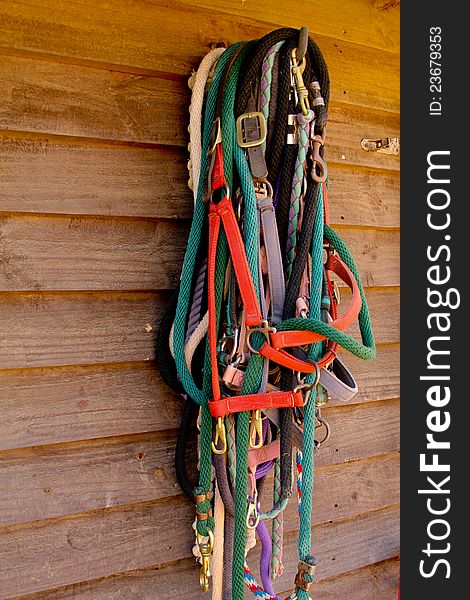 Variety of colorful horse halters ready for spring riders. Variety of colorful horse halters ready for spring riders