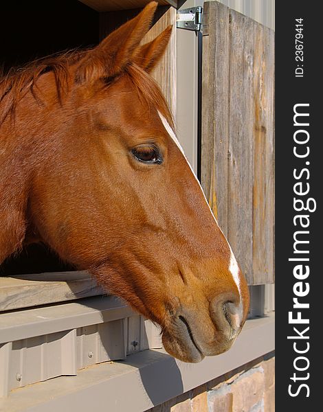 Profile of a Quarter Horse looking out of his stall. Profile of a Quarter Horse looking out of his stall