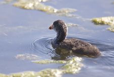 Coot Waterhen Babies Royalty Free Stock Photo