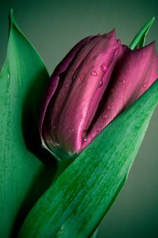 Violet Tulip Stock Photography Violet Tulip Stock Photography