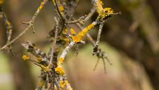 Yellow Parasitic Fungus On Twig Stock Photography Yellow Parasitic Fungus On Twig Stock Photography