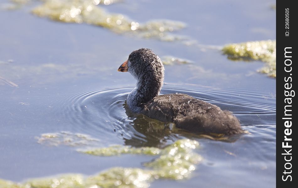 Coot Waterhen Babies in pond in Saskatchewan Canada