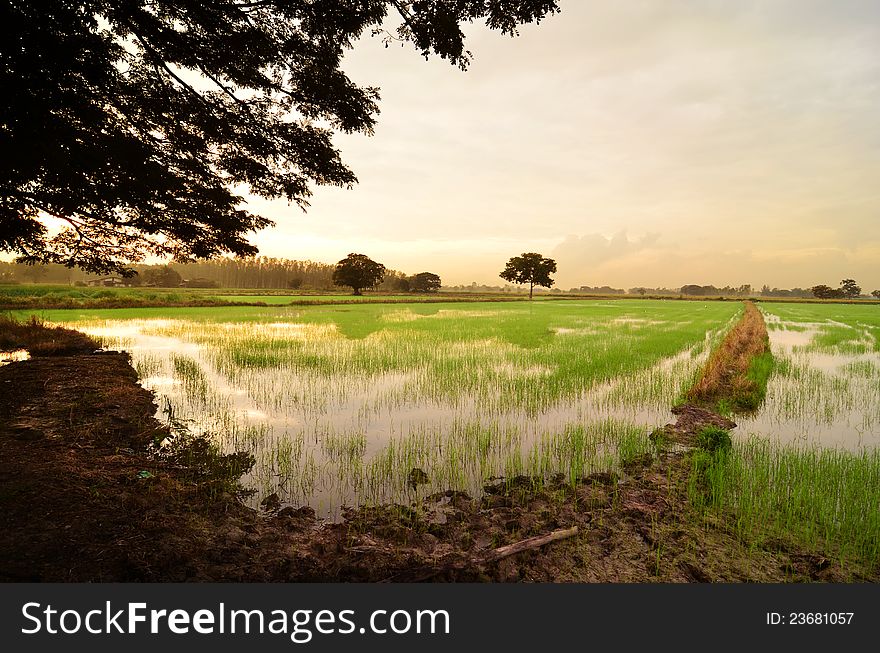Sunset On Green Rice Field