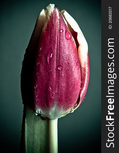 A nice shot of red isolated tulip wet by morning dew