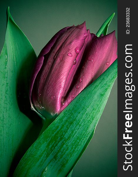 Isolated violet tulip wet by morning dew