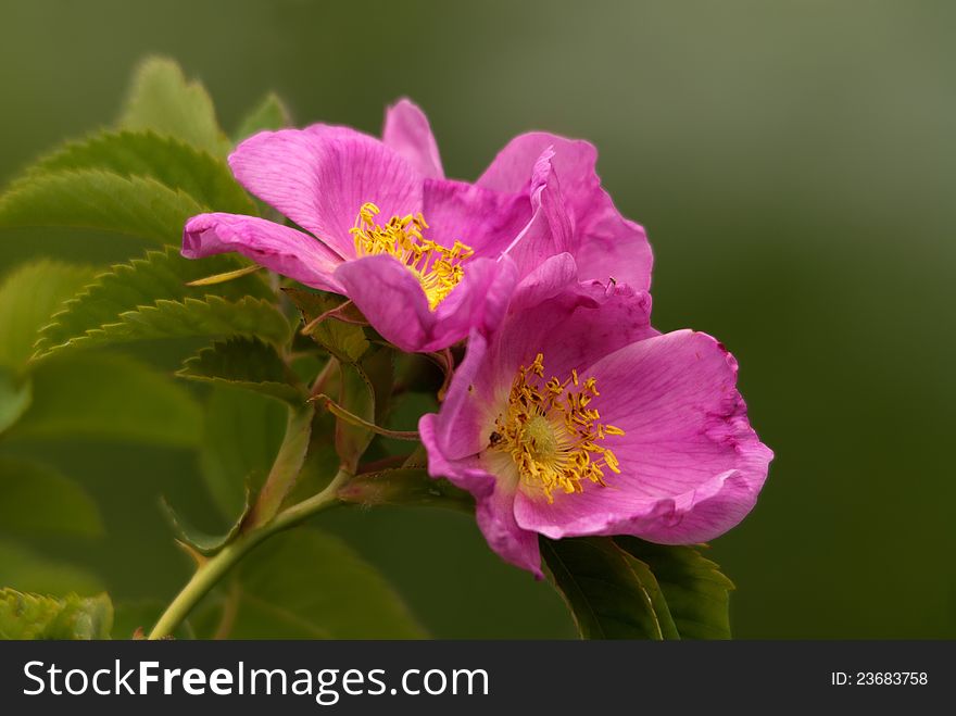 The blossoming briar bush with pink flowers