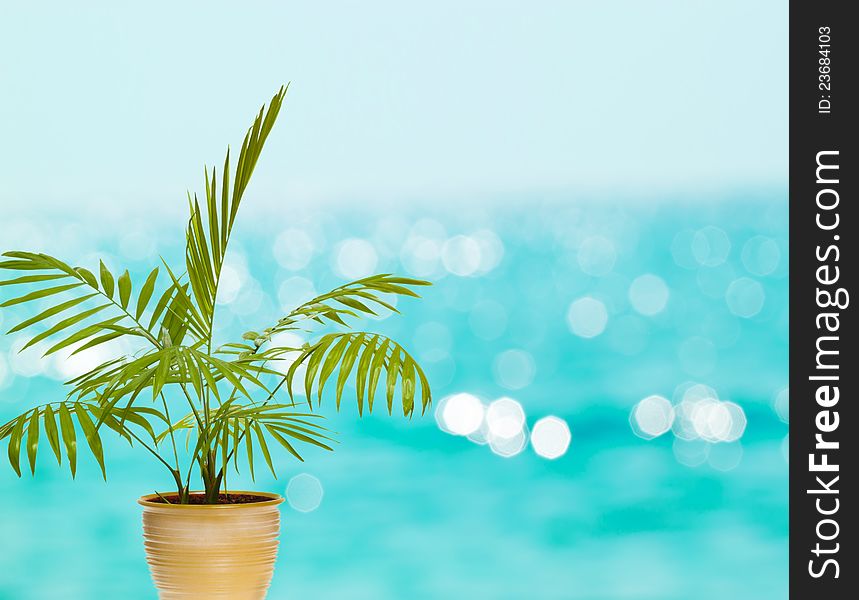 Tropical palm in pot against blue bokeh background