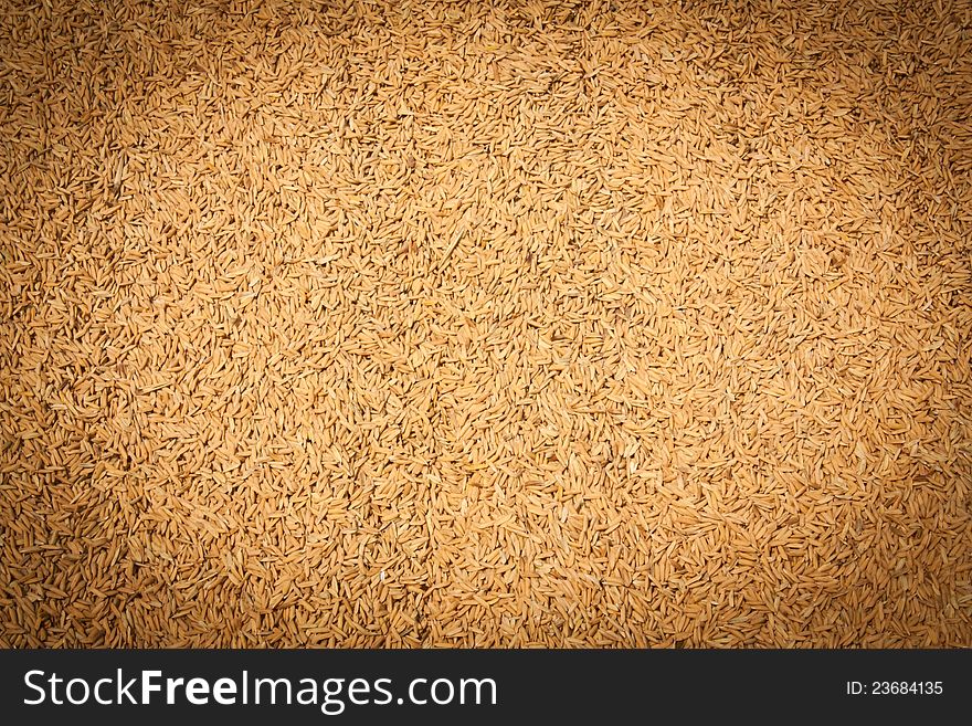 Texture of rice seed