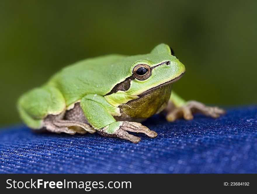 A green frog (Hyla arborea) on blue jeans