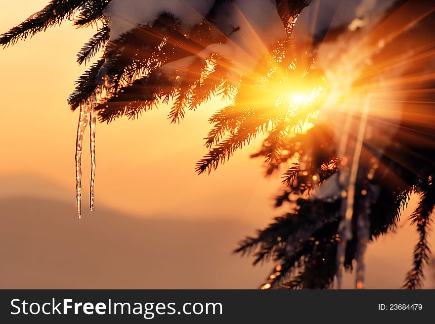 Fir branch with icicles at sunset. Winter background for design. Fir branch with icicles at sunset. Winter background for design