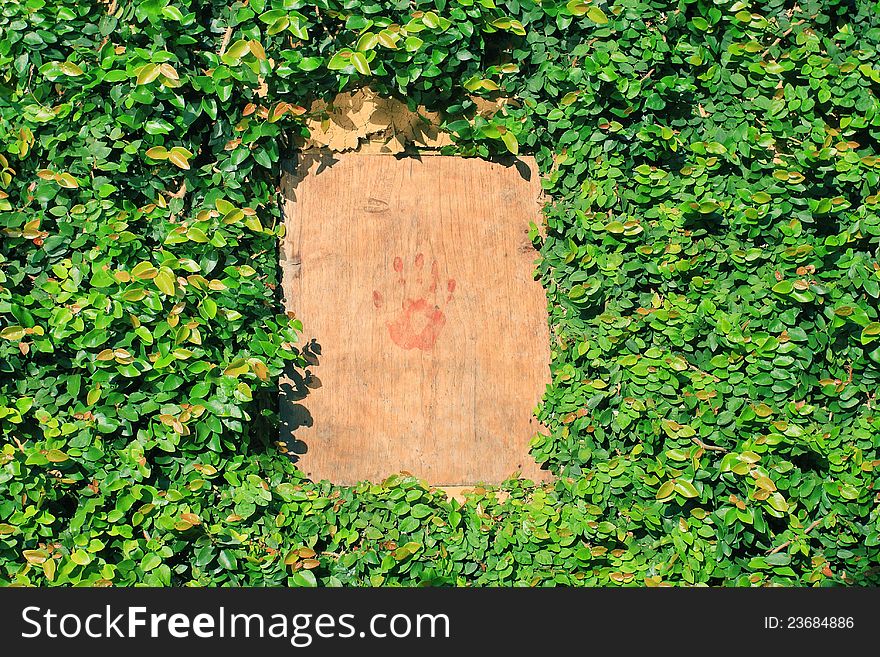 Wooden window with creeping fig leaves climber surrounded.