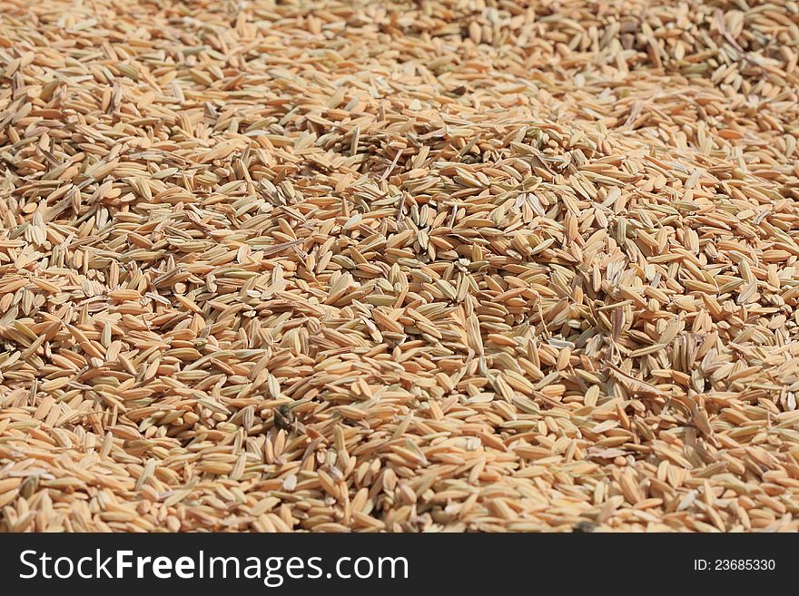 Jasmine rice grains background textured. Jasmine rice grains background textured