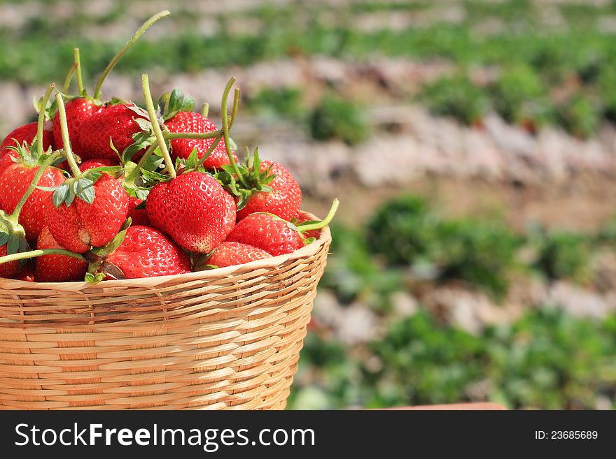 Basket of fresh strawberries. Basket of fresh strawberries.