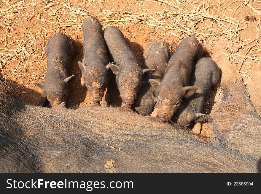 Black pig feeding piglets.