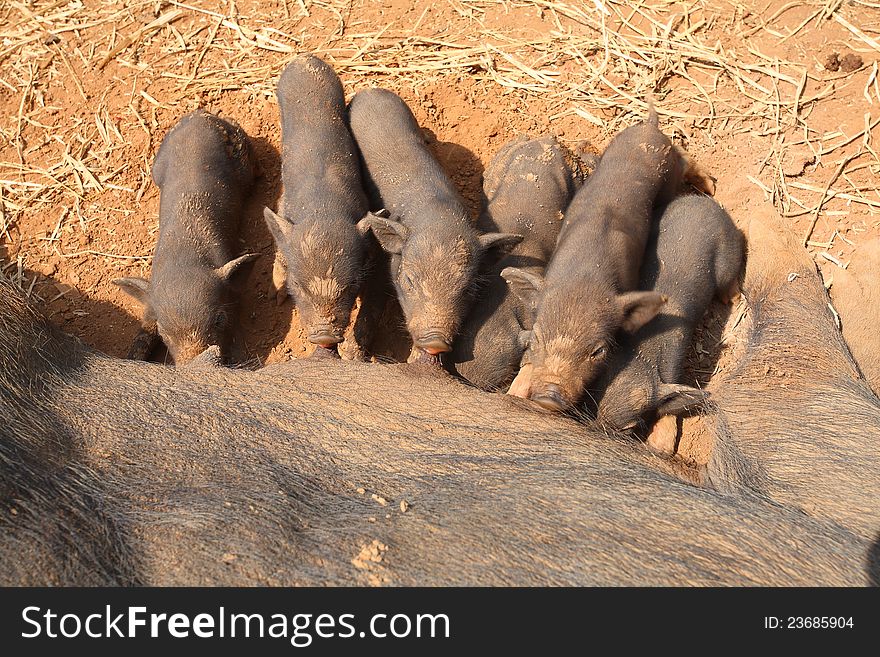 Piglets