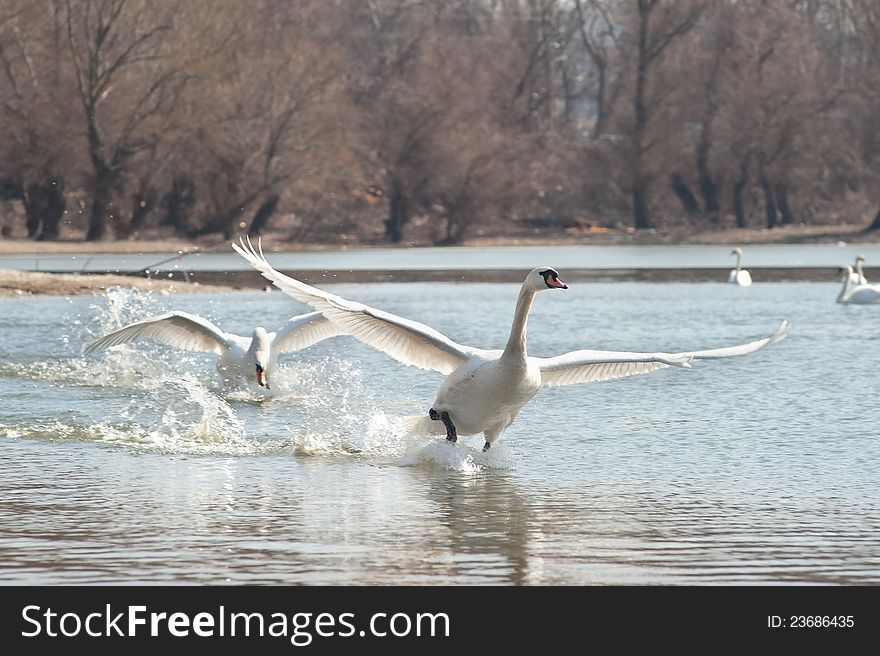 Swans fly over the lake