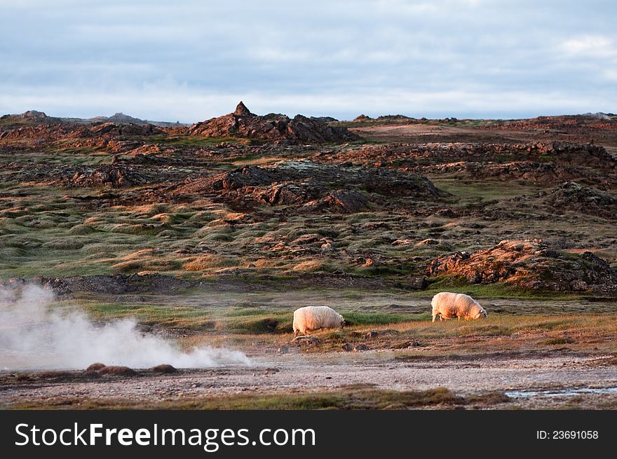 Beautiful Iceland scenery with pair of sheep