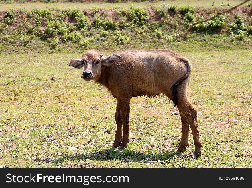A Little Buffalo In Green Grass Field