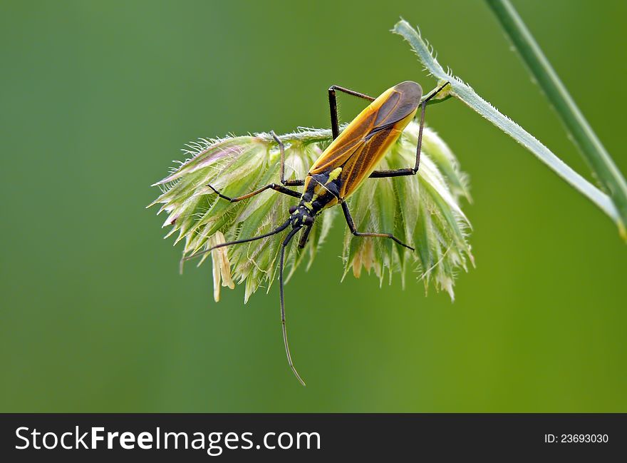 The meadow plant bug on a bent. The meadow plant bug on a bent.