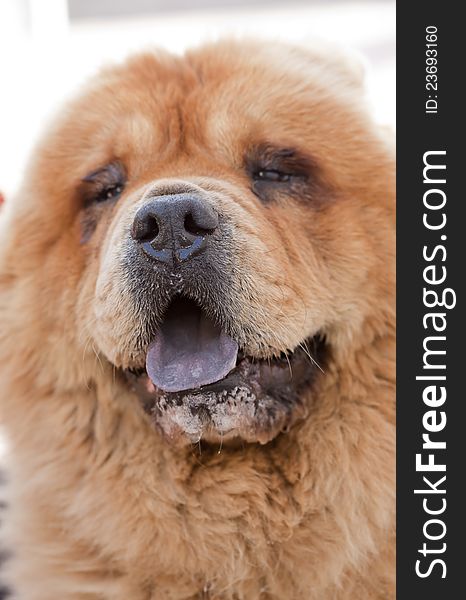 Close up of an adorable Chow Chow