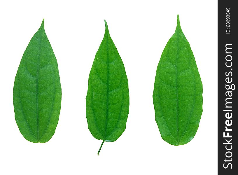 Set of green leaf isolated on a white background