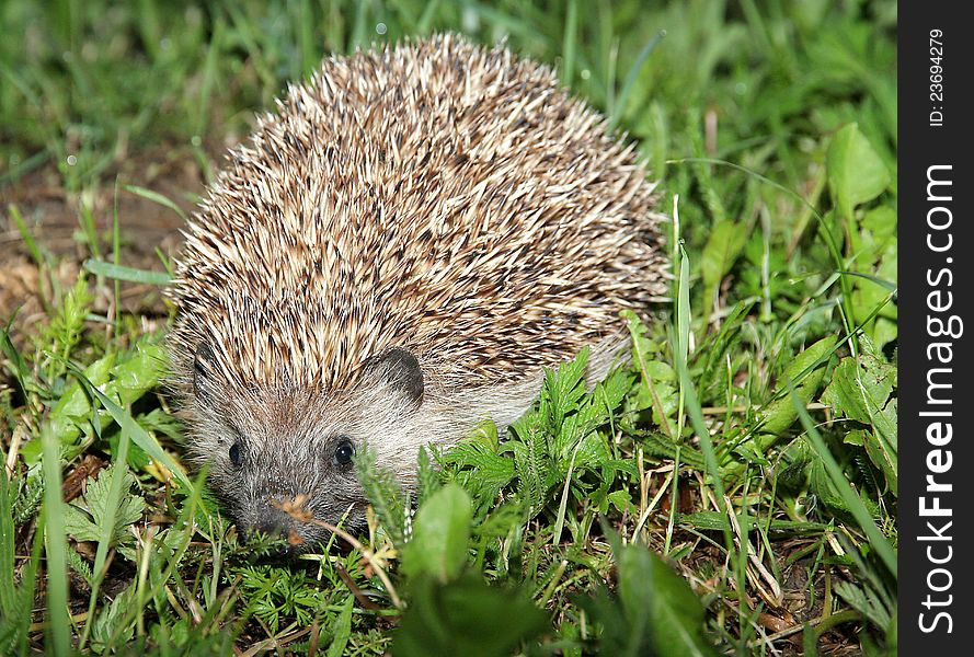 Small animal in my garden. Small animal in my garden