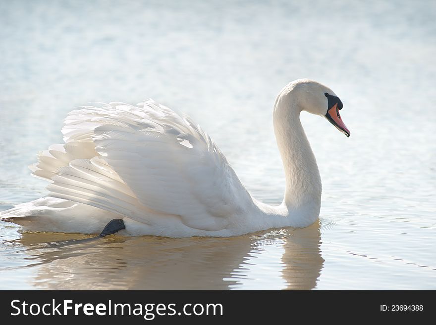 White swan floating on a surface of the lake