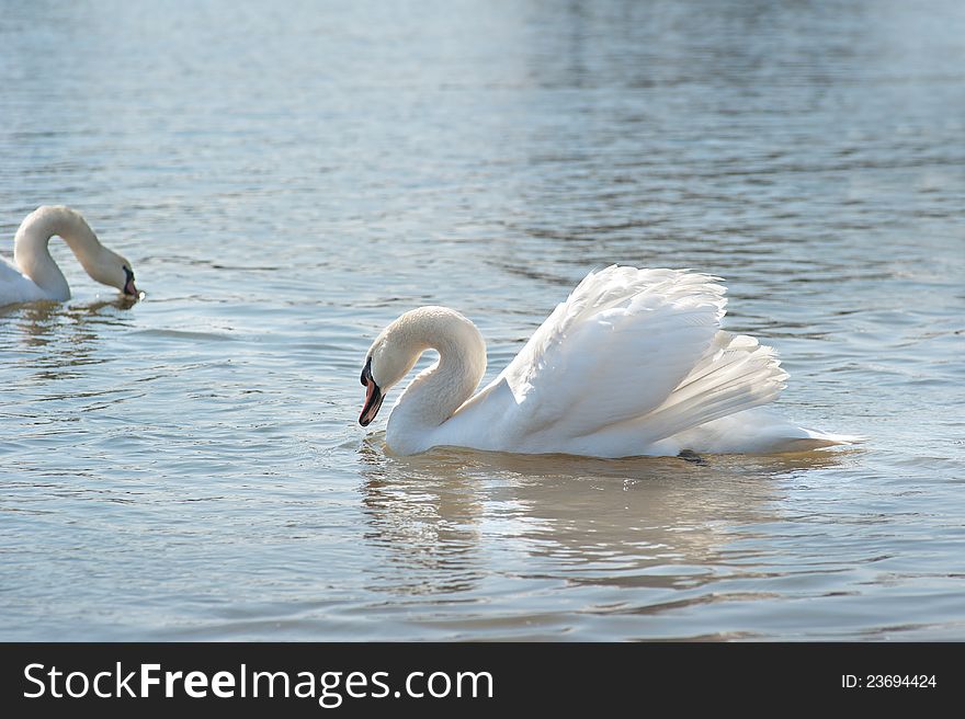 White swan floating on a surface of the lake