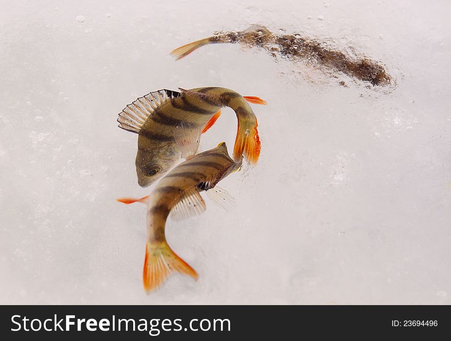 Living Perch Fish On Ice