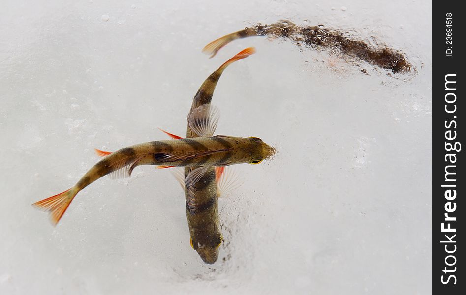 Living perch fish on ice