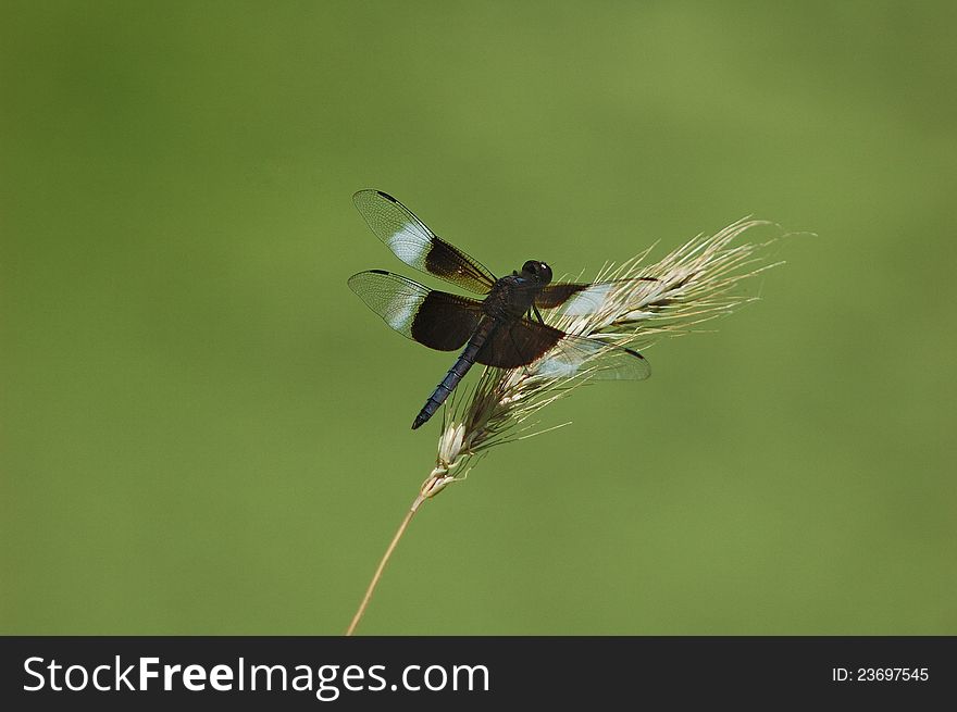 Dragonfly resting on dried grass. Dragonfly resting on dried grass