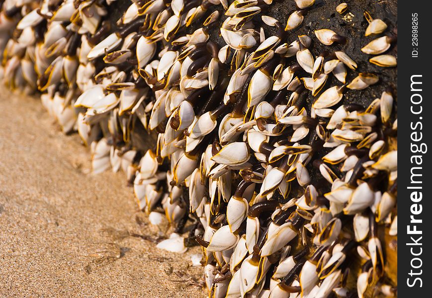 Gooseneck barnacles on lumber on beach