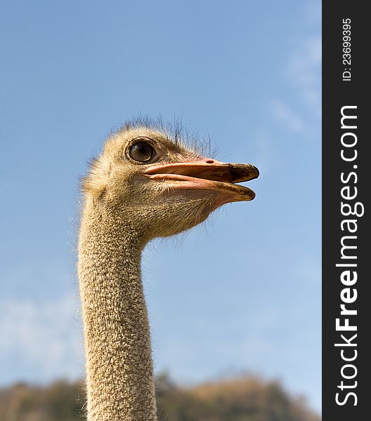 Close up portrait of an ostrich and blue sky. Close up portrait of an ostrich and blue sky