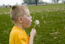 Dandelion Blowing In The Wind Stock Photo Dandelion Blowing In The Wind Stock Photo